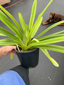 Paphiopedilum stonei x rothschildianum ‘Rex ‘ FCC