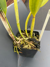 Load image into Gallery viewer, Rlc . Fire Desire ‘Dora 2023’ incredible seedling in flower -WOW
