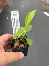 Load image into Gallery viewer, C . amethystoglossa f . coerulea
