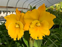 Load image into Gallery viewer, Orchid flask : Rlc . Thaksina Gold ‘#2’
