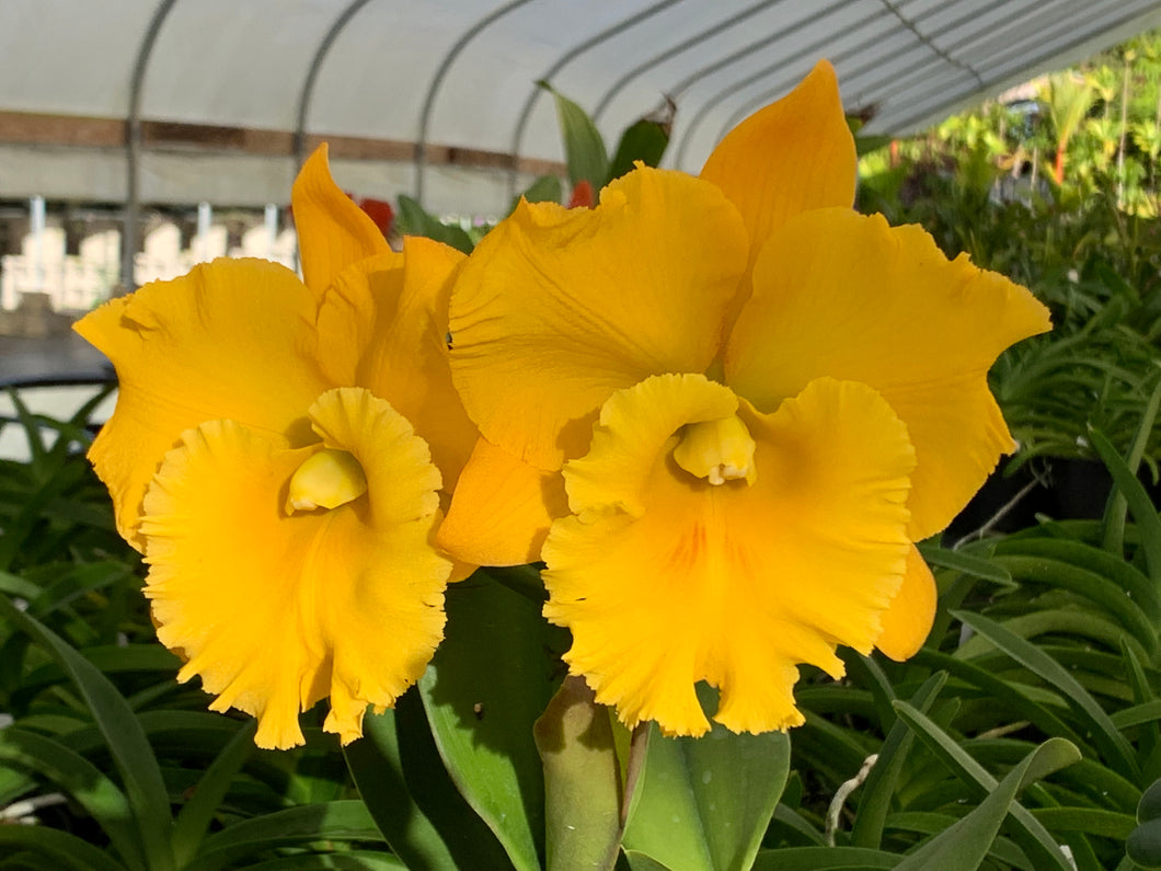Orchid flask : Rlc . Thaksina Gold ‘#2’