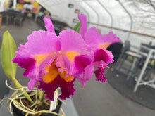 Load image into Gallery viewer, Rlc . Horace Maxima x Rlc . Dick Smith ‘Dark Beauty ‘ seedling in spike
