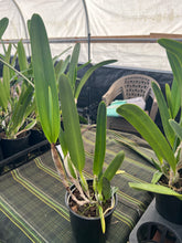 Load image into Gallery viewer, Cattleya purpurata var . carnea seedlings in sheath with buds
