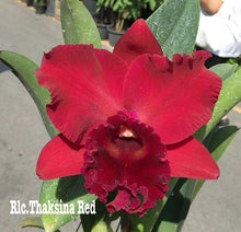 Load image into Gallery viewer, Orchid flask: Rlc . Thaksina Red
