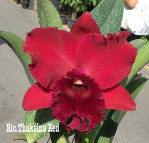 Orchid flask: Rlc . Thaksina Red