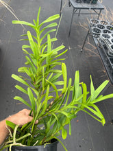 Load image into Gallery viewer, Vanda coerulea ‘Okika ‘FCC / AOS of 92 points , special rare original divisions
