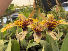 Load image into Gallery viewer, Stanhopea Michael Bloyer x Newberry stargazer
