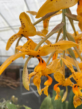 Load image into Gallery viewer, Stanhopea wardii with 2 spikes
