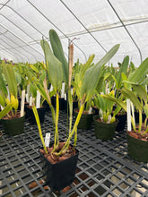 Load image into Gallery viewer, Cattleya (C.) tenebrosa aurea ‘Walton Grange ‘ FCC x self , select division large plant.
