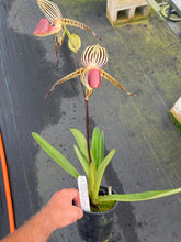 Load image into Gallery viewer, A5- Paph . Lady Isobel SH1786
