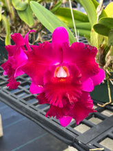 Load image into Gallery viewer, Rlc . Hisako Song ‘Shogun’s Extreme velvet ‘, select seedling of our own breeding , mesmerizing color
