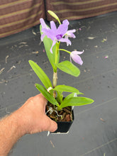 Load image into Gallery viewer, C. bowringiana v. coerulea ‘Blue Angel ‘HCC x self , treated
