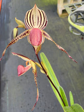 Load image into Gallery viewer, A13- Paph . Lady Isobel SH1786
