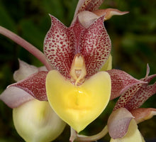 Load image into Gallery viewer, Catasetum Dream boat ( Ctsm . Penang x Chuck Taylor)
