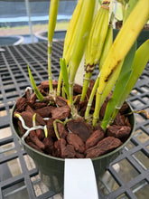 Load image into Gallery viewer, Cattleya purpurata var . ‘Cindarosa ‘ HCC , original virus free division
