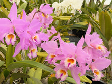 Load image into Gallery viewer, C. Labiata concolor ‘ Shogun ‘s Perfection ‘, select Labiata division
