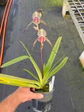 Load image into Gallery viewer, A15- Paph . Lady Isobel SH1786
