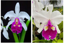 Load image into Gallery viewer, C. Hardyana s/a ‘Canaima’s Rosemary’ AM x C . warscewiczii alba ‘Kathleen ‘ AM
