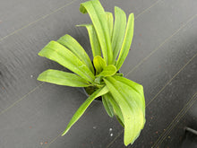 Load image into Gallery viewer, Paphiopedilum chiu Hua Dancer
