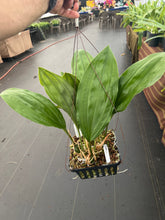 Load image into Gallery viewer, Stanhopea Bird of Prey - beautiful baskets
