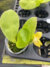 Load image into Gallery viewer, Phalaenopsis Zheng Min Quartz x Penang violacea ‘BK’, one of a kind seedling
