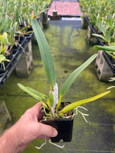 Load image into Gallery viewer, C. Pacavia ( purpurata x tenebrosa) 4” pots blooming size
