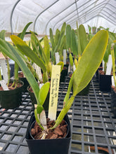 Load image into Gallery viewer, Cattleya (C.) mossiae s/a ‘Sandra Song ‘ HCC , original division that you never find anywhere else
