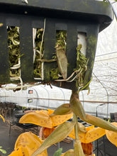 Load image into Gallery viewer, Stanhopea insignis x jenishiana , , 2 spikes awesome cross
