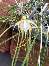 Load image into Gallery viewer, Brassavola cucullata ( appendiculata )in spike
