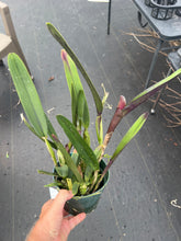 Load image into Gallery viewer, Cattleya species perinii x self , mature plants
