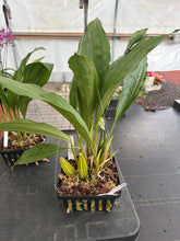 Load image into Gallery viewer, Coryhopea Imaginations AM/AOS, original divisions
