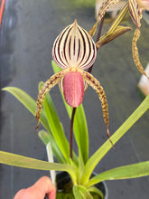 Load image into Gallery viewer, A14- Paph . Lady Isobel SH1786

