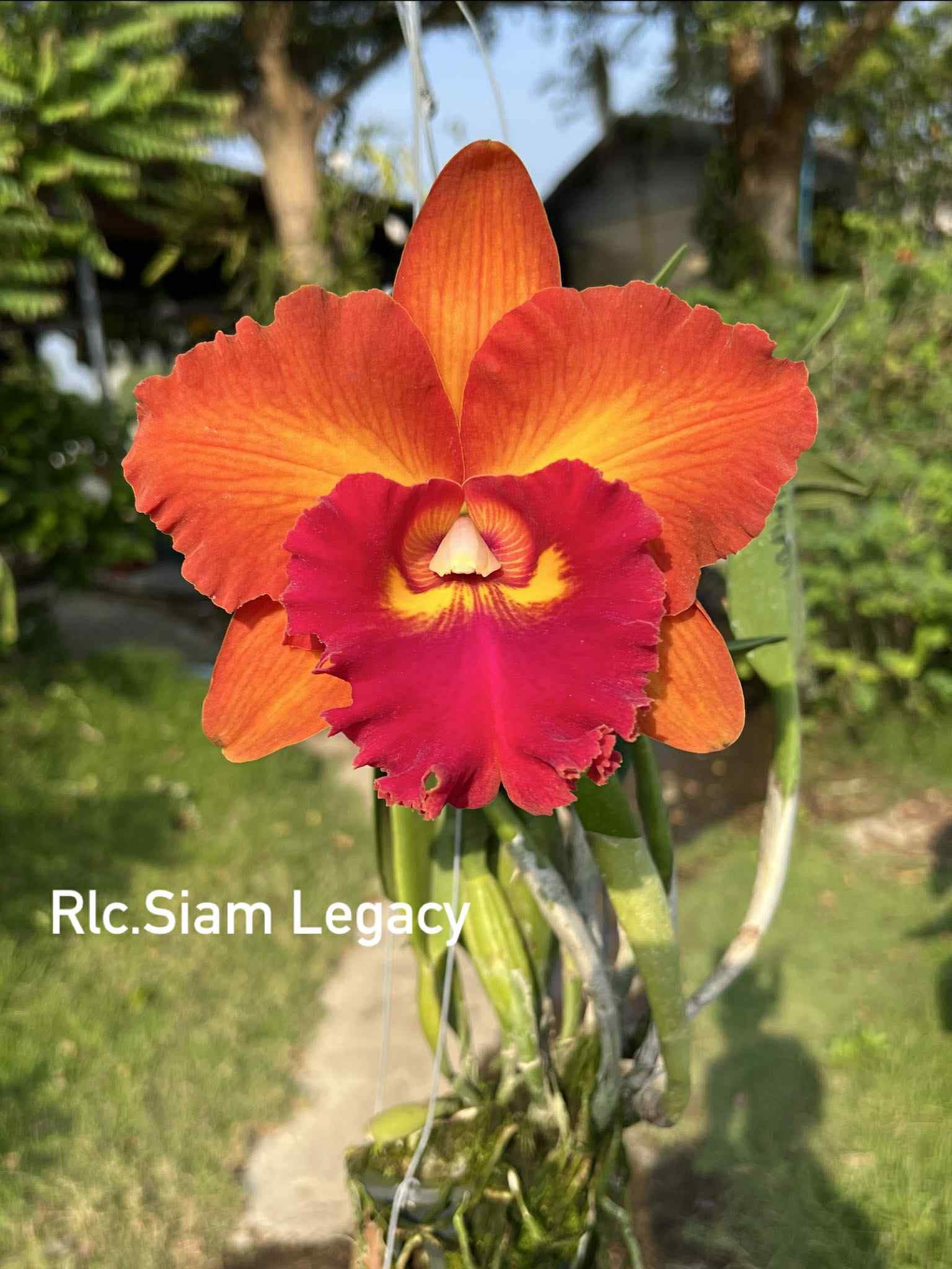 Orchid flask – Shogun Hawaii