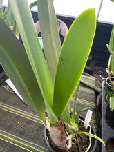 Load image into Gallery viewer, Cattleya purpurata var . carnea seedlings in sheath with buds

