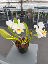 Load image into Gallery viewer, Cattleya (C.) Biw Bells ‘Alii’ AM /AOS , originally. Division virus free
