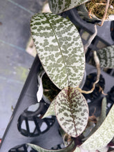 Load image into Gallery viewer, Phalaenopsis schilleriana ‘bold spots ‘, stunner !
