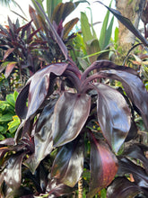 Load image into Gallery viewer, Cordyline terminalis ‘ Black Pride ‘
