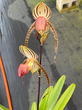 Load image into Gallery viewer, A2- Paph . Lady Isobel SH1782
