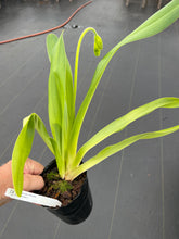 Load image into Gallery viewer, Paphiopedilum lowii album ‘ Hilo gold ‘ x ‘Easter ‘
