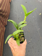 Load image into Gallery viewer, C . leopoldii f . alba ‘Diamond orchids ‘ AM x self , (treated )
