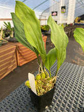 Load image into Gallery viewer, Stanhopea nigroviolacea ‘The Predator’ FCC/AOS
