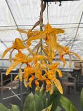 Load image into Gallery viewer, Stanhopea wardii with 2 spikes

