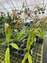 Load image into Gallery viewer, MSH870 Paphiopedilum Stone Temple( stonei x Temptation)
