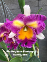 Load image into Gallery viewer, Rlc . Pegasus fantasy ‘Sanctuary ‘ plug tray 72
