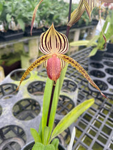 Load image into Gallery viewer, A12- Paph. Lady Isobel SH1786

