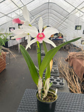 Load image into Gallery viewer, Cattleya (C.) purpurata fma carnea ‘Coral Reef ‘, select excellent shape
