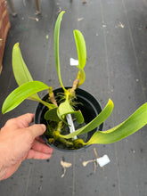 Load image into Gallery viewer, Bulbophyllum sumatranum ‘Pete’s Pick ‘ HCc , original divisions
