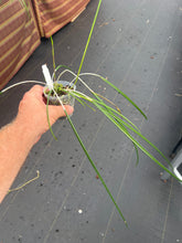 Load image into Gallery viewer, Brassavola cucullata ( appendiculata )in spike
