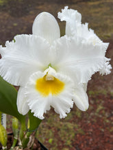 Load image into Gallery viewer, Compot : Rlc . Shinaphat Diamond ‘White Swan ‘
