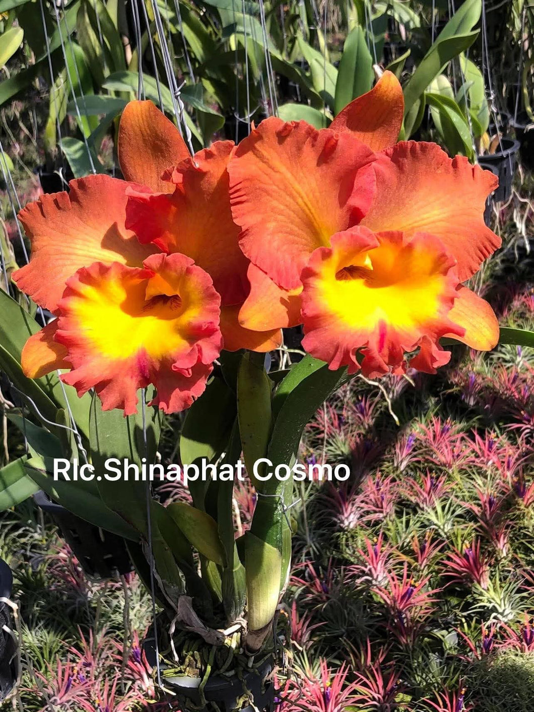 Rlc . Shinaphat Cosmo , clone plug tray ready